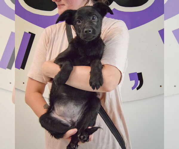 Medium Photo #3 German Shepherd Dog-Unknown Mix Puppy For Sale in Huntley, IL, USA