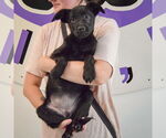 Small #2 German Shepherd Dog Mix