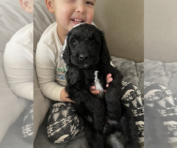 Medium Photo #15 Goldendoodle Puppy For Sale in SAINT LOUIS, MO, USA
