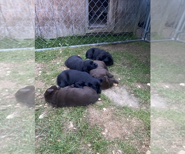 Medium Photo #1 Labrador Retriever Puppy For Sale in SWANTON, MD, USA