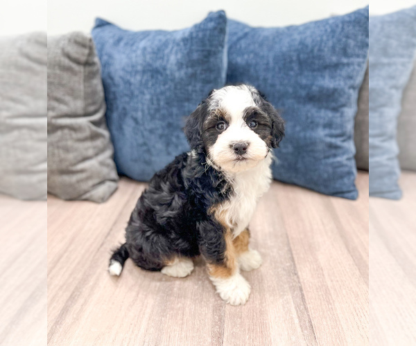 Medium Photo #21 Sheepadoodle Puppy For Sale in MILLERSBURG, OH, USA