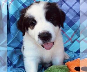 Monster's Inc Pup - Flint - Male Great Pyrenees-Unknown Mix Dog for Adoption - Photo #2