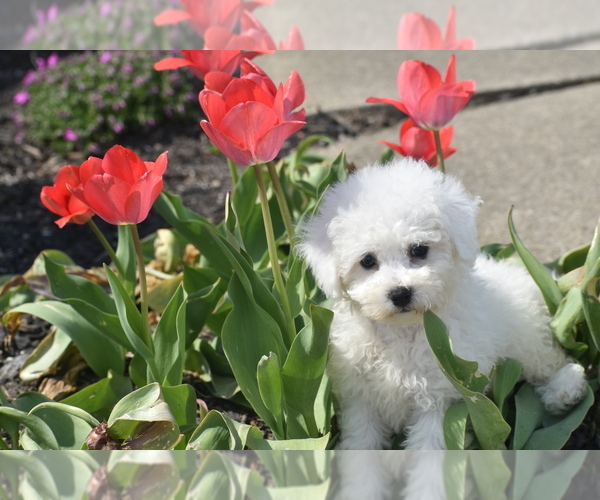Medium Photo #2 Bichon Frise Puppy For Sale in ELDORADO, OH, USA