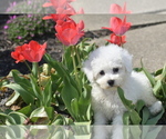Small #1 Bichon Frise