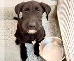 Small #1 Mutt