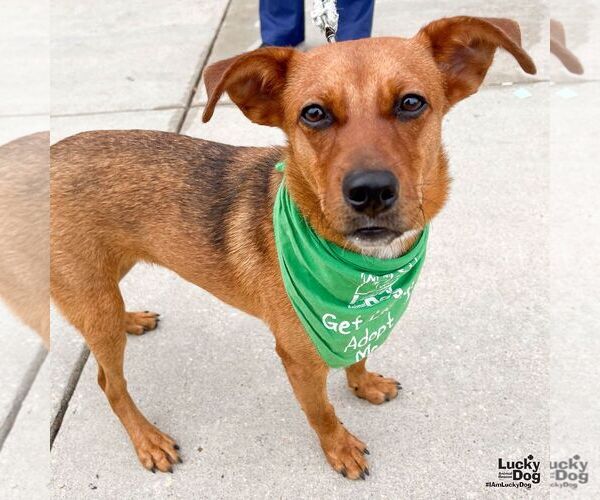 Medium Photo #3 Retriever -Unknown Mix Puppy For Sale in Washington, DC, USA