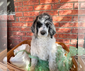 Poodle (Standard) Puppy for sale in ROSWELL, NM, USA