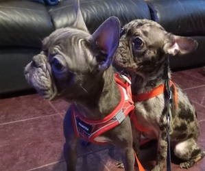 French Bulldog Puppy for sale in CHICAGO, IL, USA