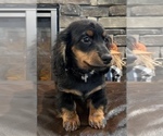 Small Photo #2 Dachshund Puppy For Sale in NOBLESVILLE, IN, USA