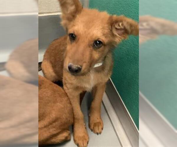 Medium Photo #1 German Shepherd Dog-Unknown Mix Puppy For Sale in Visalia, CA, USA