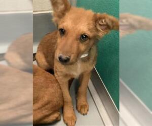 German Shepherd Dog-Unknown Mix Dogs for adoption in Visalia, CA, USA
