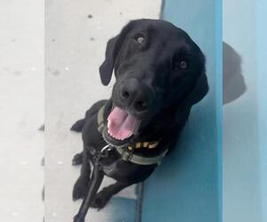 Lefty - Female Labrador Retriever Dog for Adoption - Photo #2