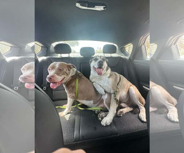 Medium Photo #3 Mutt Puppy For Sale in Pompano Beach , FL, USA