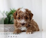 Small #2 Goldendoodle (Miniature)