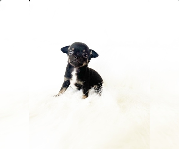Medium Photo #1 Chihuahua Puppy For Sale in SACRAMENTO, CA, USA