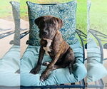 Small American Pit Bull Terrier