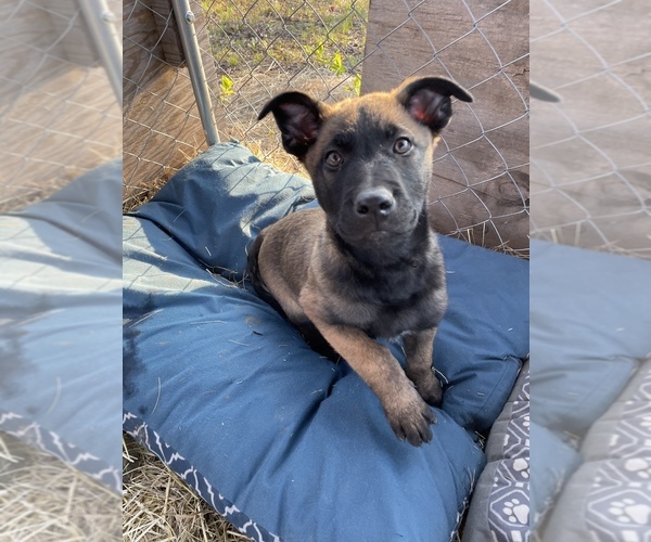 Medium Photo #8 Belgian Malinois Puppy For Sale in CASCADE, WI, USA