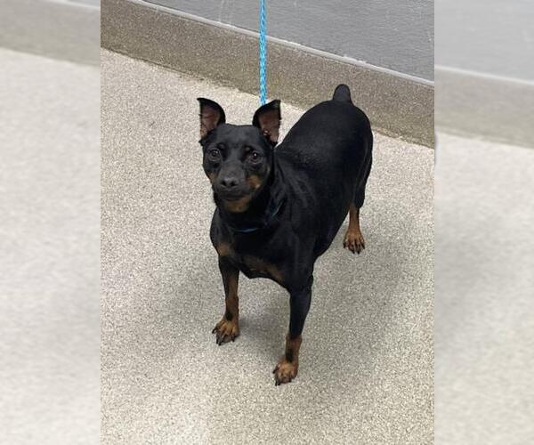 Medium Photo #1 Miniature Pinscher-Unknown Mix Puppy For Sale in Las Vegas, NV, USA