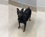 Small Miniature Pinscher Mix