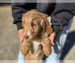 Goldendoodle Puppy for sale in DAHLONEGA, GA, USA