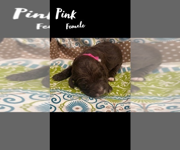 Medium Photo #1 Springerdoodle Puppy For Sale in CLINTON, AR, USA