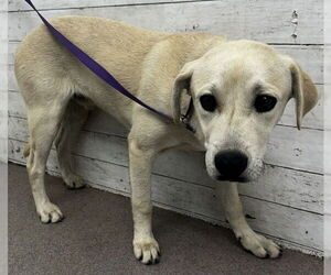 Labrador Retriever-Unknown Mix Dogs for adoption in San Bernardino, CA, USA