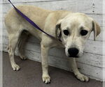 Small Labrador Retriever Mix