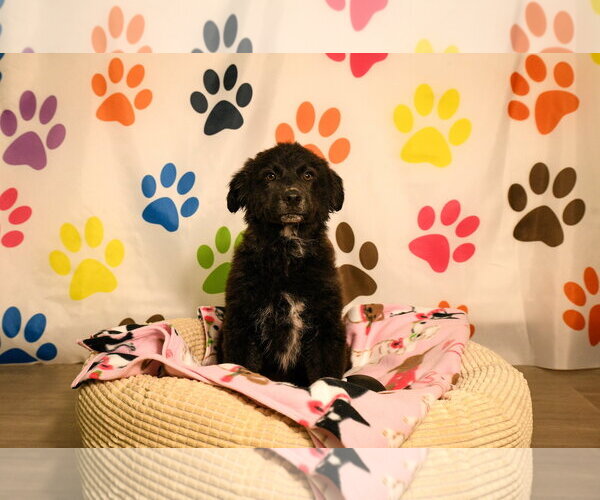 Medium Photo #1 Great Pyrenees-Unknown Mix Puppy For Sale in Brooklyn Center, MN, USA