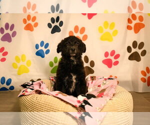 Great Pyrenees-Unknown Mix Dogs for adoption in Brooklyn Center, MN, USA