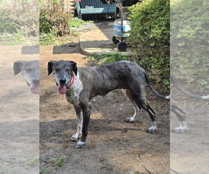 Dallas - Female German Shorthaired Pointer-Great Dane Mix Dog for Adoption - Photo #7