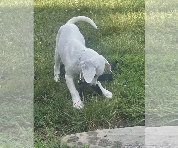 Medium Photo #4 Cheagle Puppy For Sale in Alexander, AR, USA