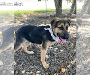 Dorothy - Female German Shepherd Dog Dog for Adoption - Photo #3