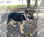 Small Photo #3 German Shepherd Dog Puppy For Sale in San Leon, TX, USA