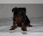 Small Photo #4 Yorkshire Terrier Puppy For Sale in FREDERICKSBG, OH, USA