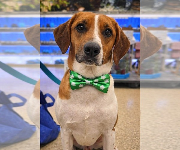 Medium Photo #2  Puppy For Sale in , 