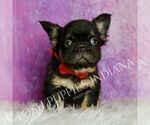 Small #4 French Bulldog