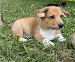 Small Photo #19 Pembroke Welsh Corgi Puppy For Sale in BRYAN, TX, USA