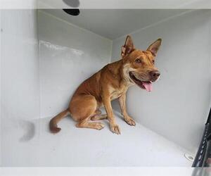 Staffordshire Bull Terrier-Unknown Mix Dogs for adoption in Houston, TX, USA