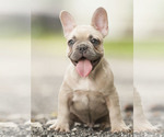 Small Photo #12 French Bulldog Puppy For Sale in LOX, FL, USA