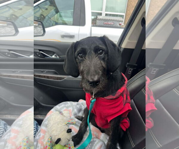 Medium Photo #2 Mutt Puppy For Sale in MECHANICSBURG, PA, USA