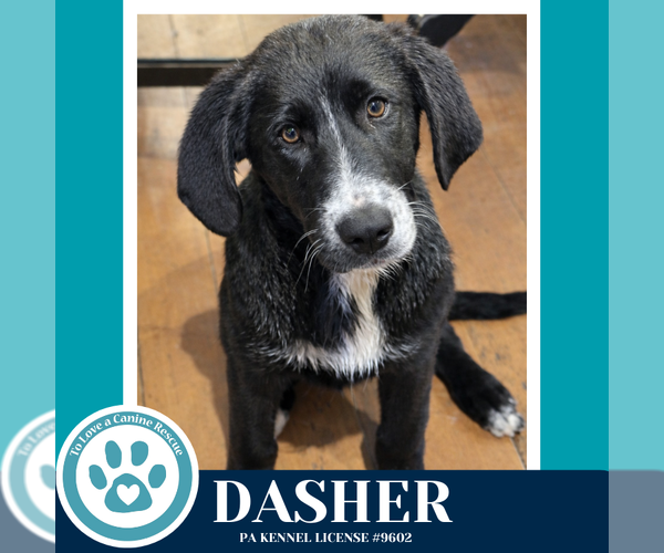 Medium Photo #1 Labrenees Puppy For Sale in Kimberton, PA, USA