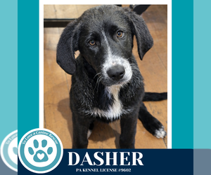 Labrenees Dogs for adoption in Kimberton, PA, USA