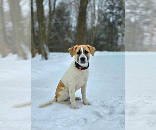 Medium Photo #1 Mutt Puppy For Sale in New London, WI, USA