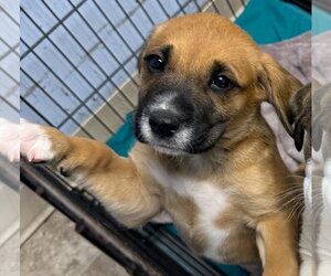 Anatolian Shepherd Dogs for adoption in GILBERTS, IL, USA
