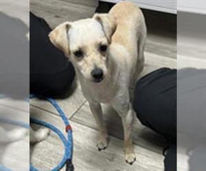 Chihuahua-Unknown Mix Dogs for adoption in Redlands, CA, USA