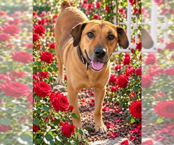 Medium Photo #1 Labrador Retriever-Unknown Mix Puppy For Sale in Globe, AZ, USA