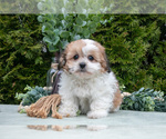 Small Photo #3 Zuchon Puppy For Sale in SHILOH, OH, USA