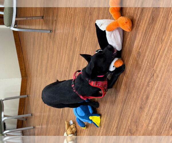 Medium Photo #4 Australian Kelpie-Labrador Retriever Mix Puppy For Sale in East Derry, NH, USA