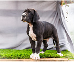 Small #2 Great Dane