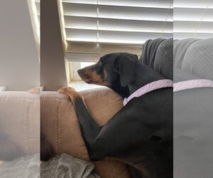 Erika - Female Doberman Pinscher Dog for Adoption - Photo #6